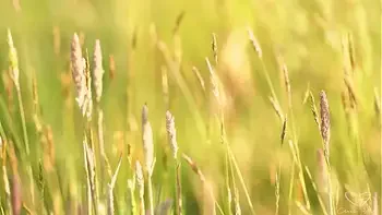 Charlie Ford, Mishel Karen And Laney Day Fuck In Threesomes!