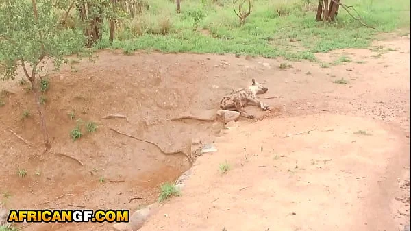 Real Black Babe Pussy Railed POV By Hung White Tourist In Safari Van