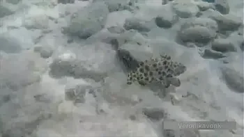 PUBLIC EXHIBITIONIST GERMAN TEEN VERONIKAVONK WITH BIG BOOBS ON THE SEA