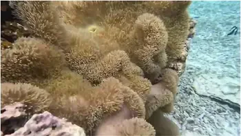 Okinawasexy Lingeriesubjective Adult Video Of Creampie Normal Positionjapanese Amateur Hentai