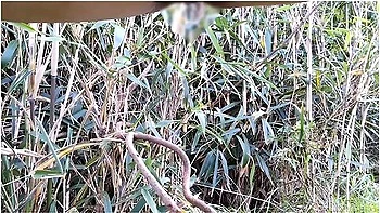 Utsusemiのおしっこシーンまとめ10分間