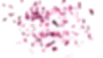 GIRLSRIMMING - Wet rimming action with big ass Zuzu Sweet