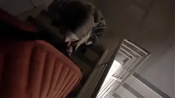 Couple Caught Fucking, Risky BJ and Creampie