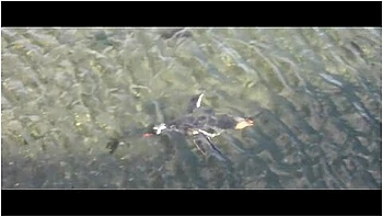 Going South - Lunas Journey (episode 52) With Luna Okko