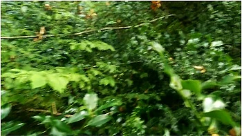 Forest / Wood Blow Job And Facial